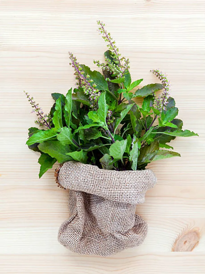 tulsi