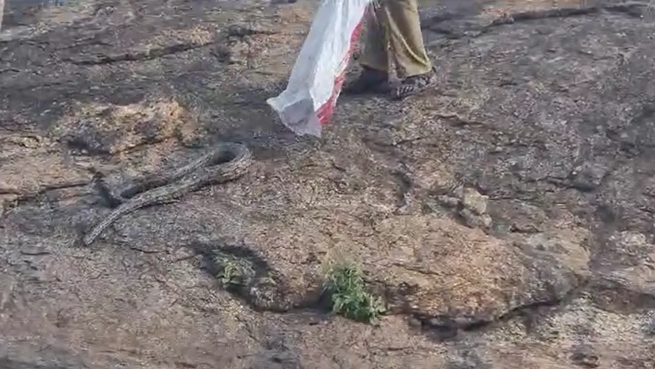 Coimbatore snake caught in cargo truck