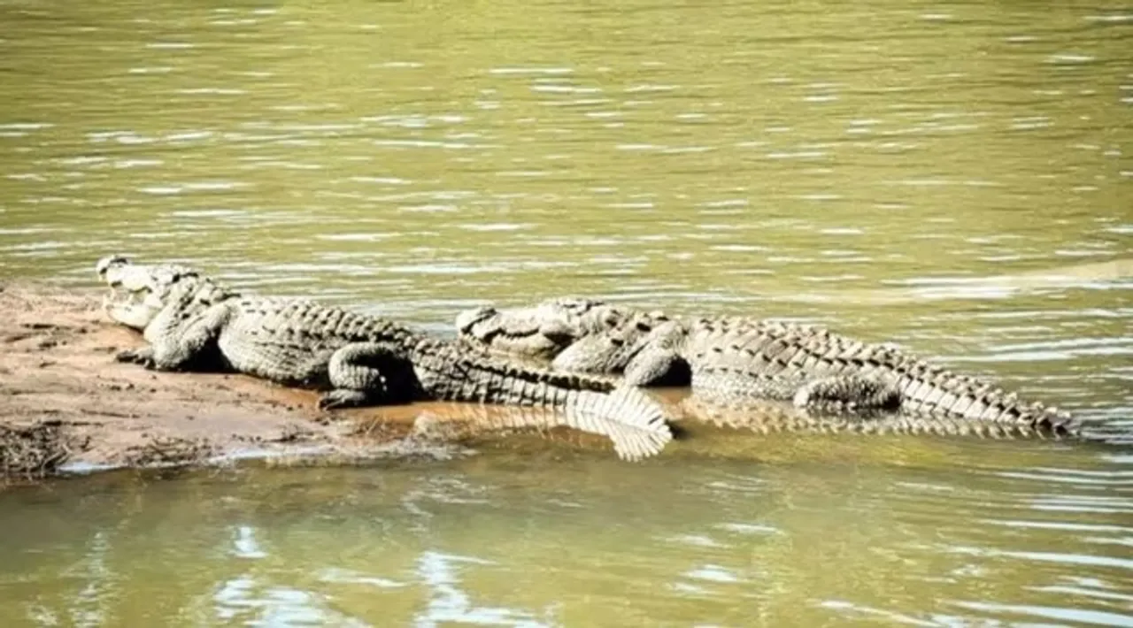 baby crocodile