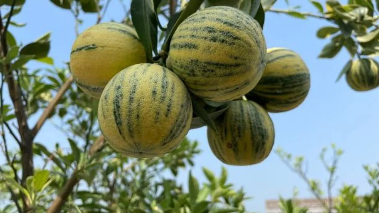 muskmelon
