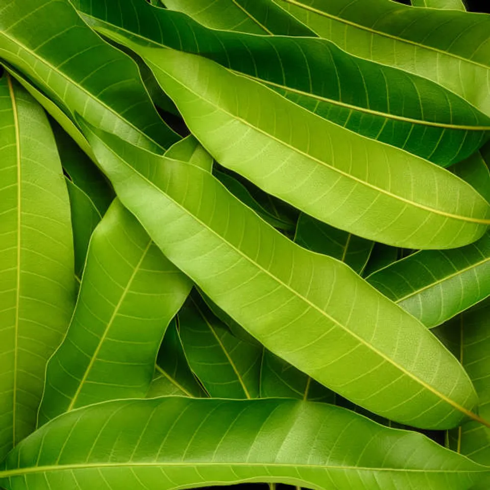 mango leaves