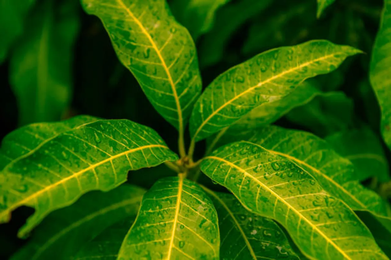 mango leaves