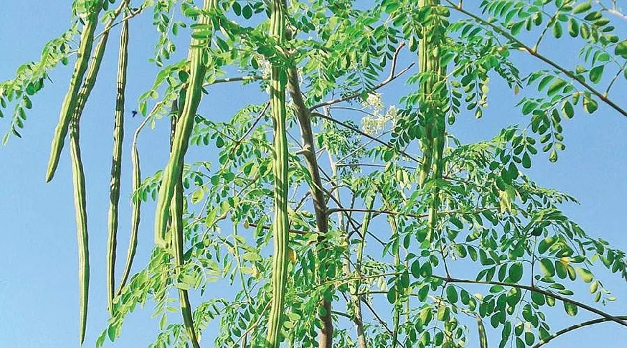 Murungai maram valarpu