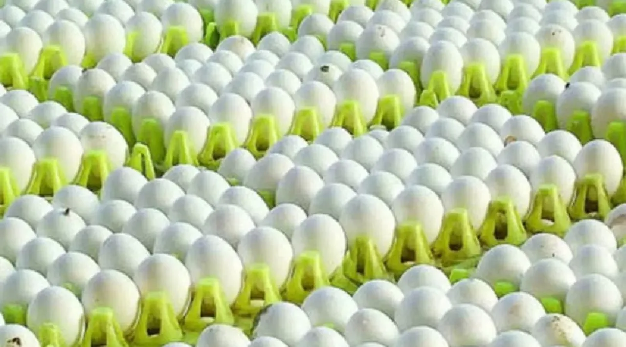 namakkal egg rate today