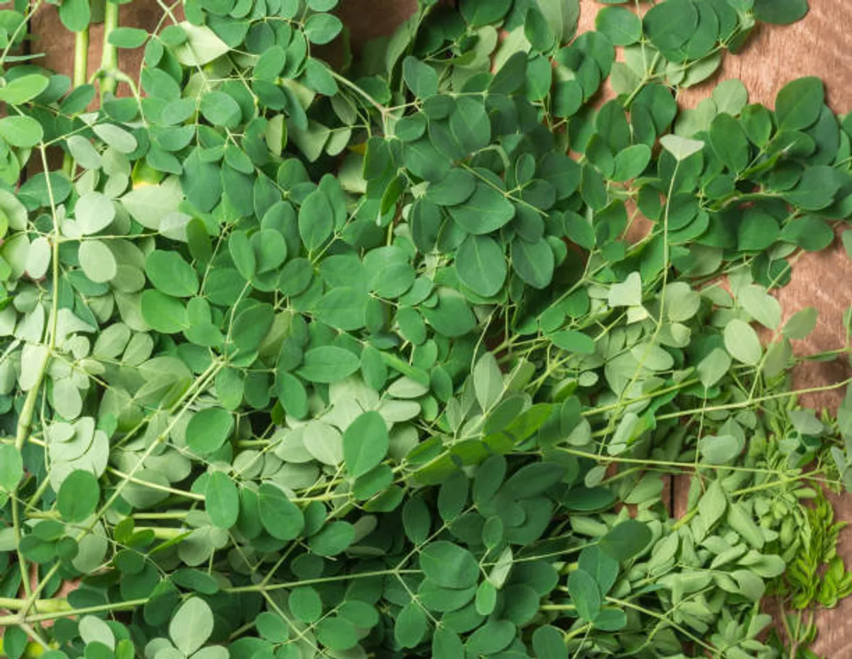 moringa