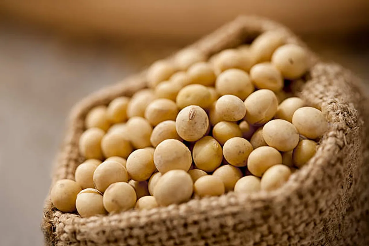 soy beans