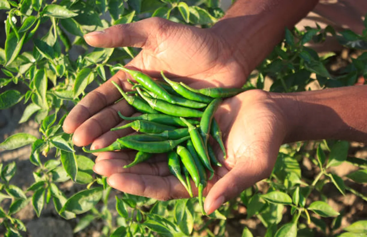 green chilli