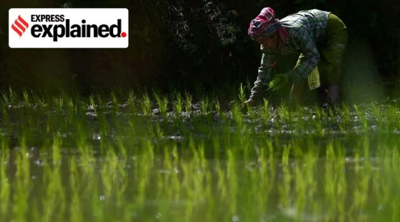 farmer paddy