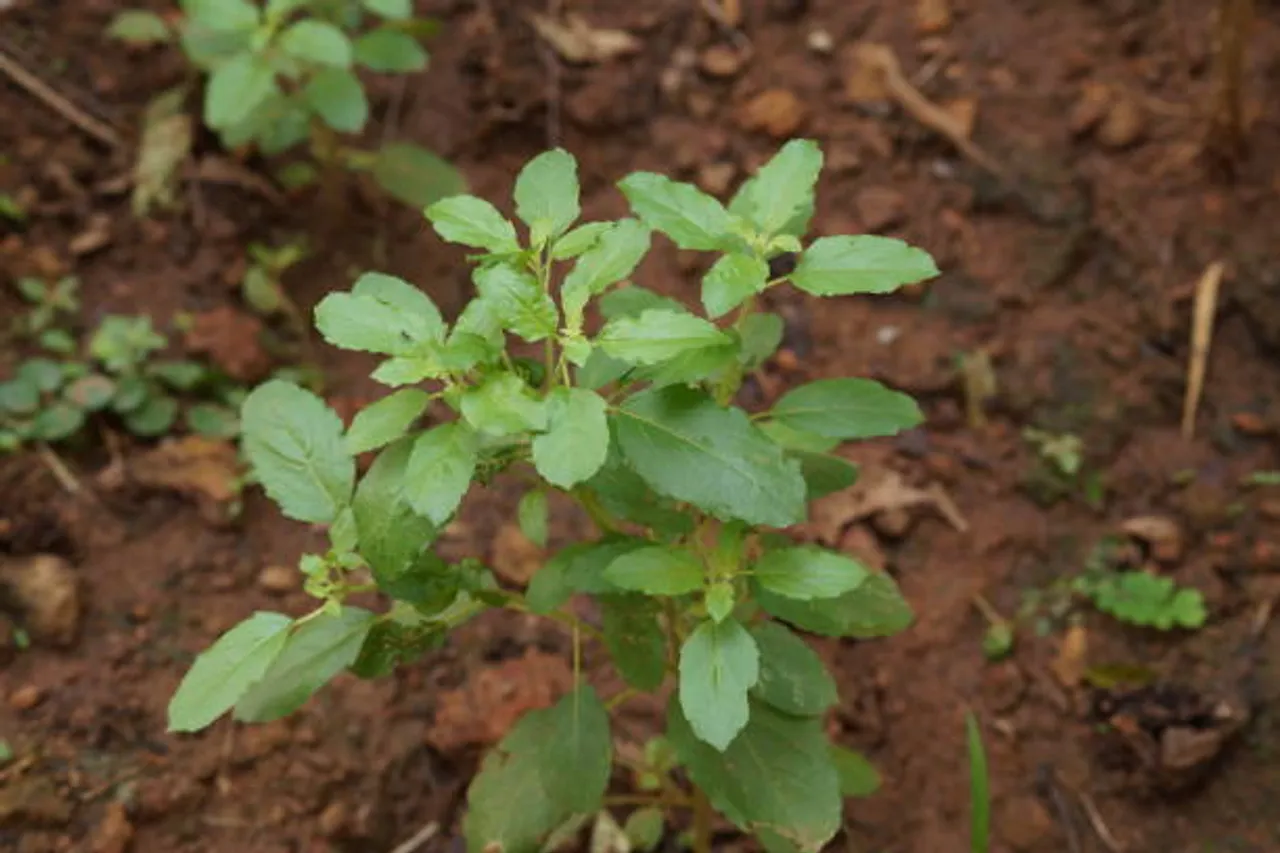 tulsi
