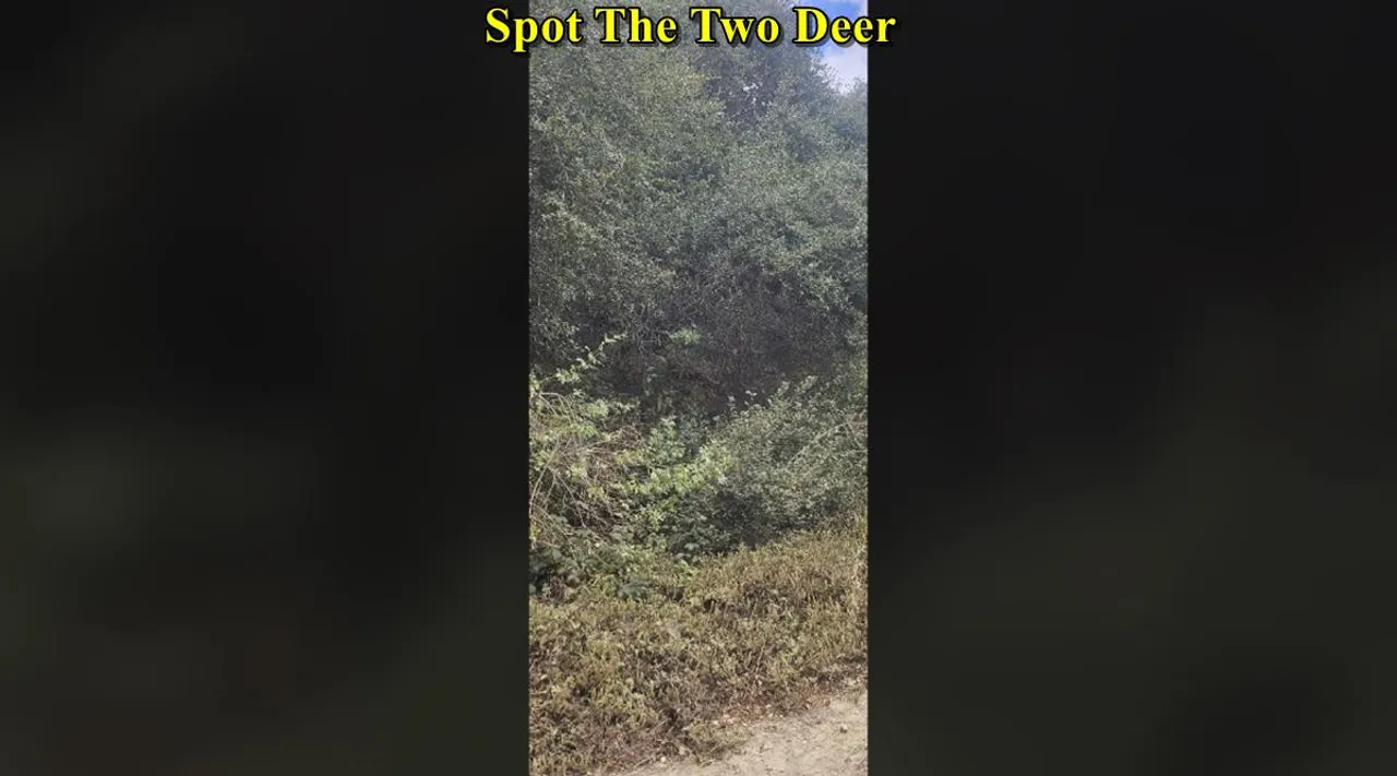 two deer 1