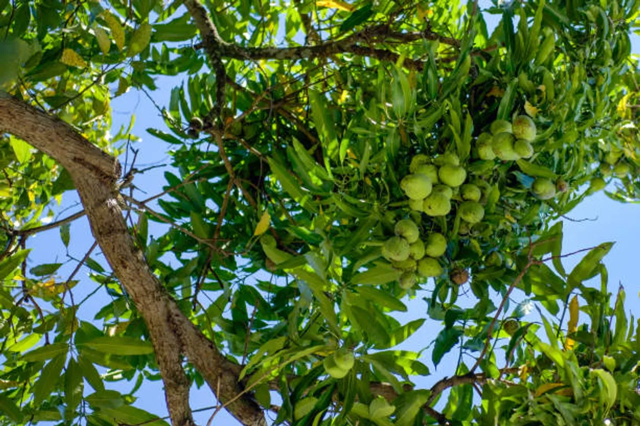 mango leaves