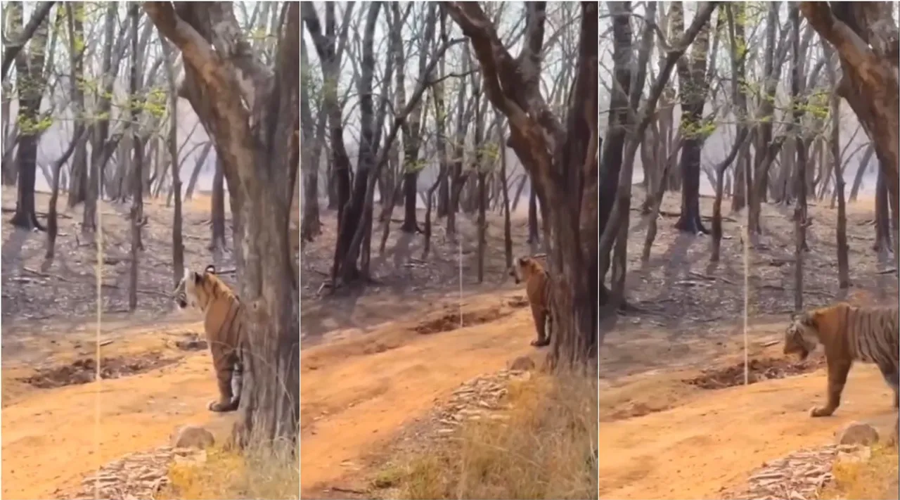 Tiger mimic like deer