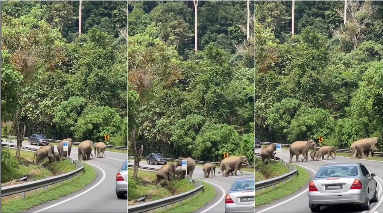 elephants crosses