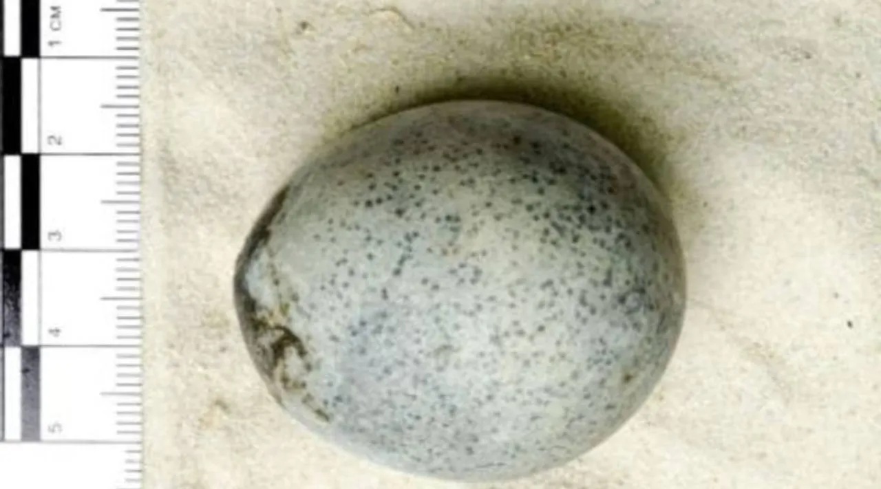 roman Egg .jpg