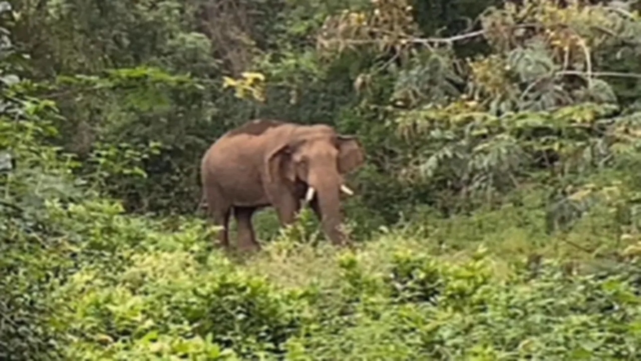 Forest elephant n Coimbatore