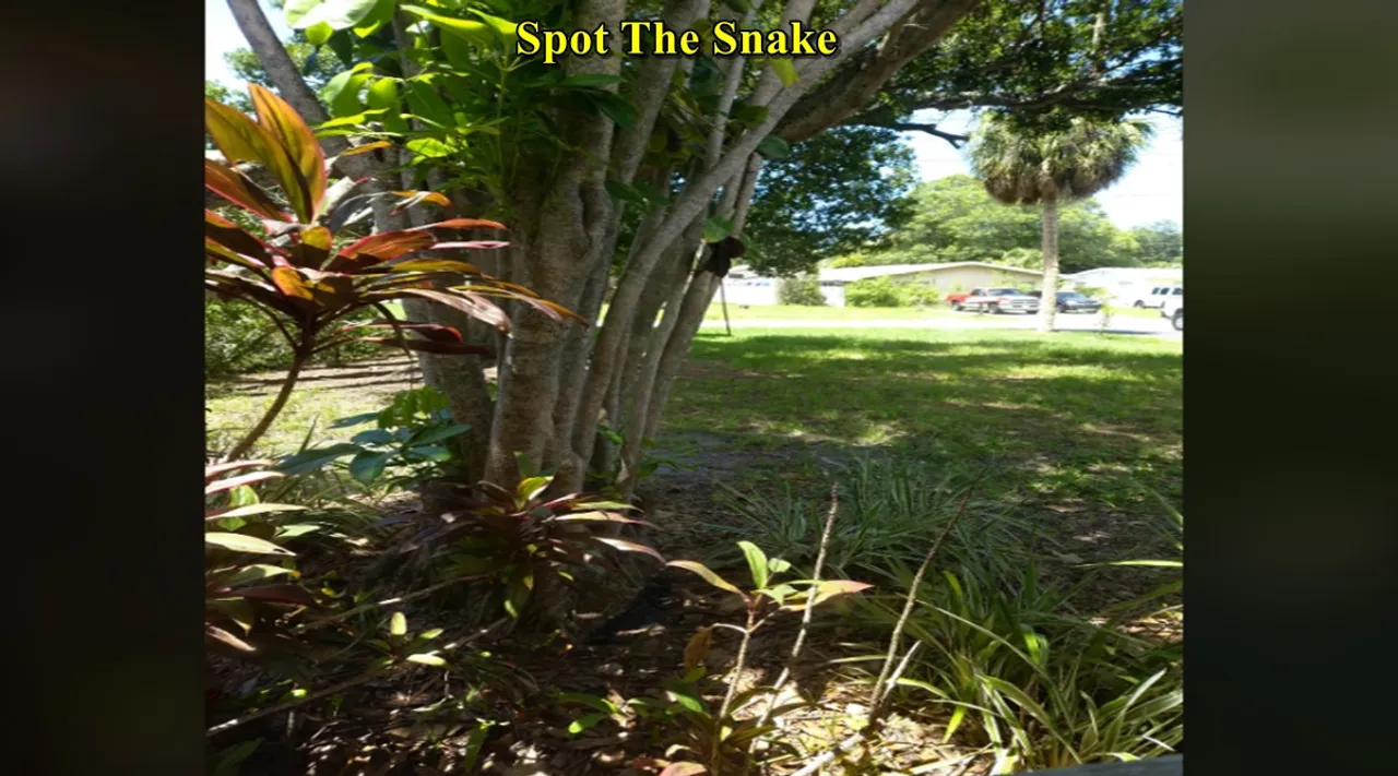 Tree Snake 1