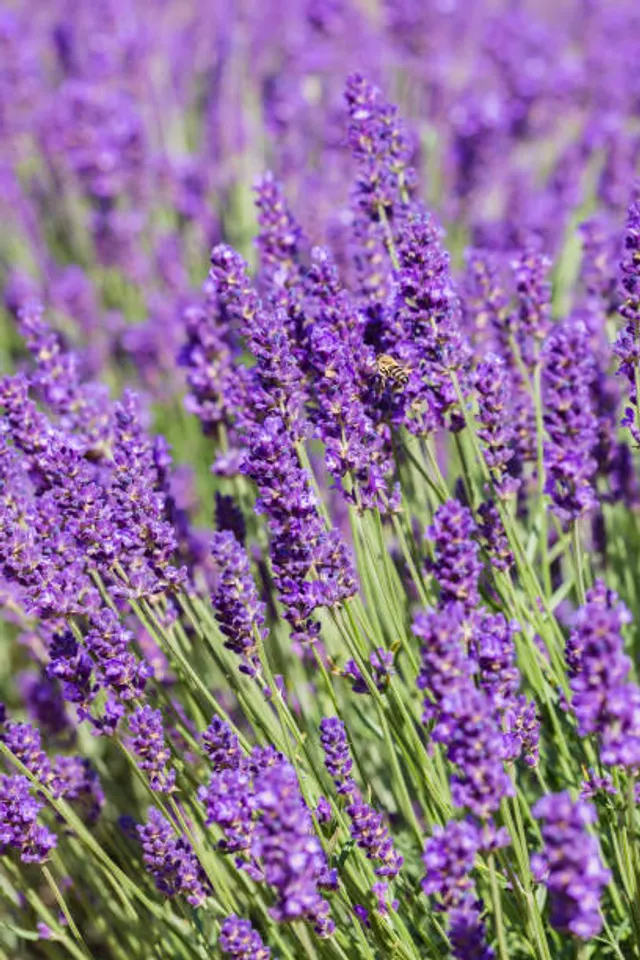 lavender