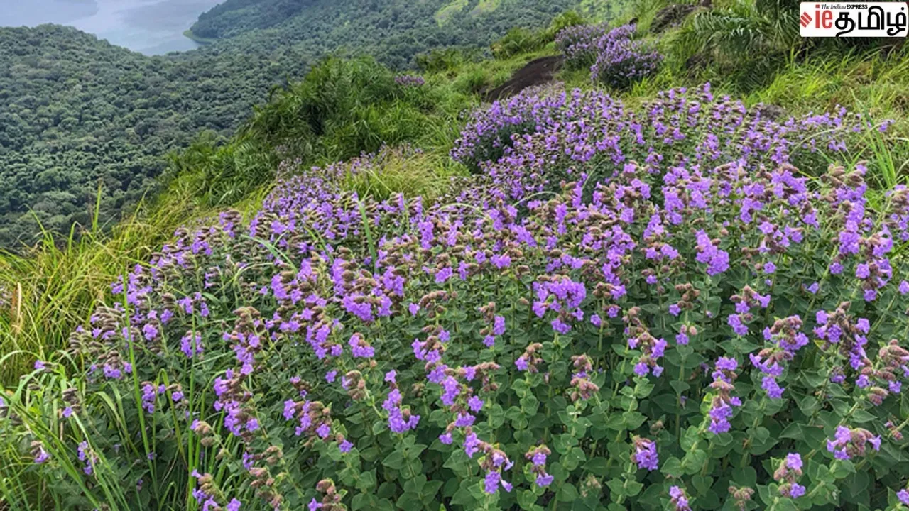 Neela Kurinji,Idukki, 