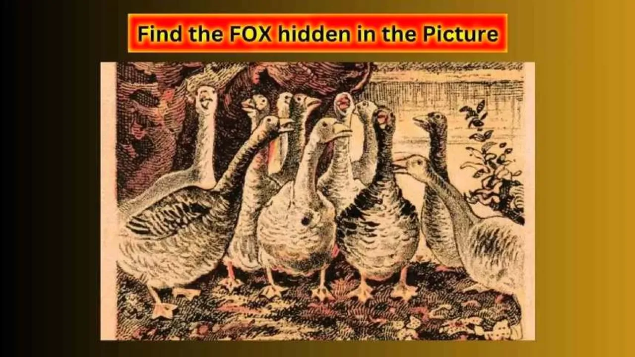 Find the Fox 