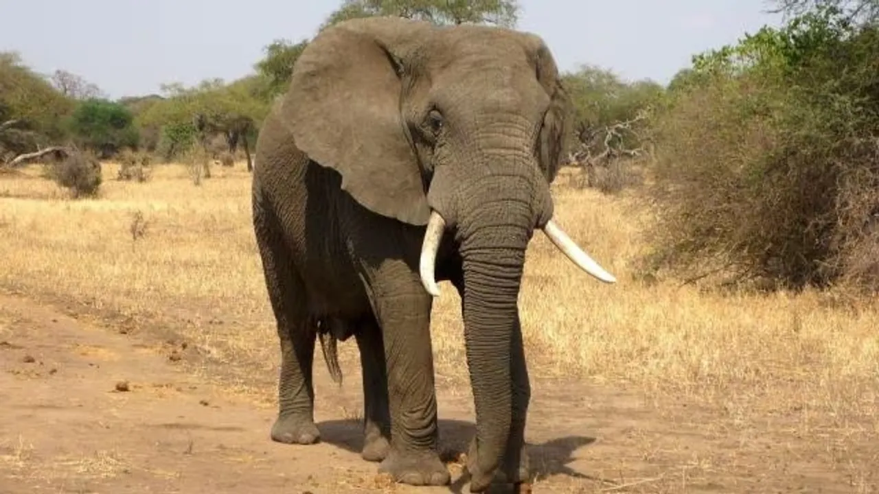 Wayanad landslide elephant