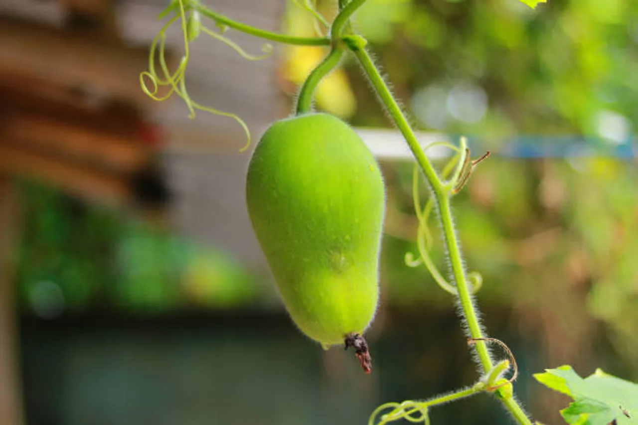 ash gourd