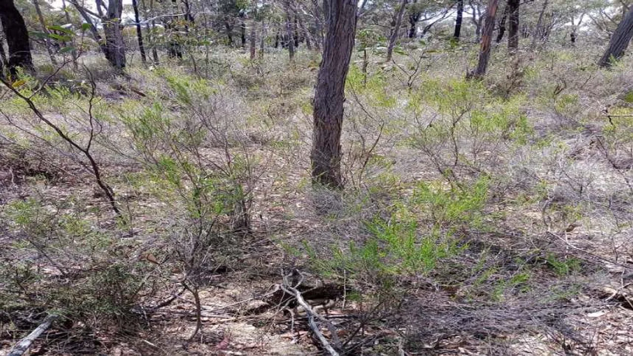 snake in forest 1
