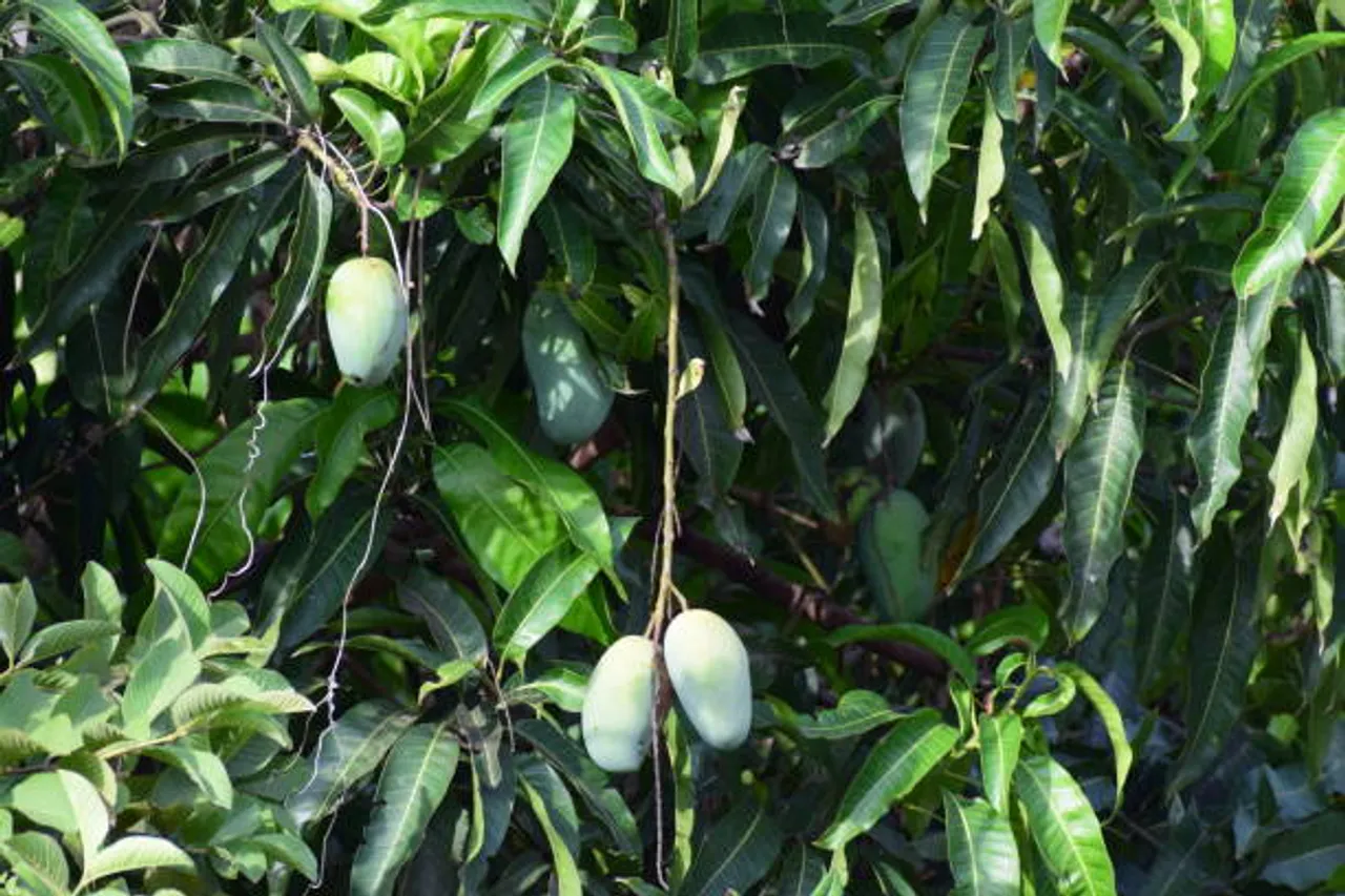 mango leaves