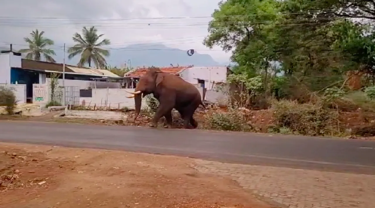Mettupalayam Baahubali elephant walking casually on the main road  viral video Tamil News 