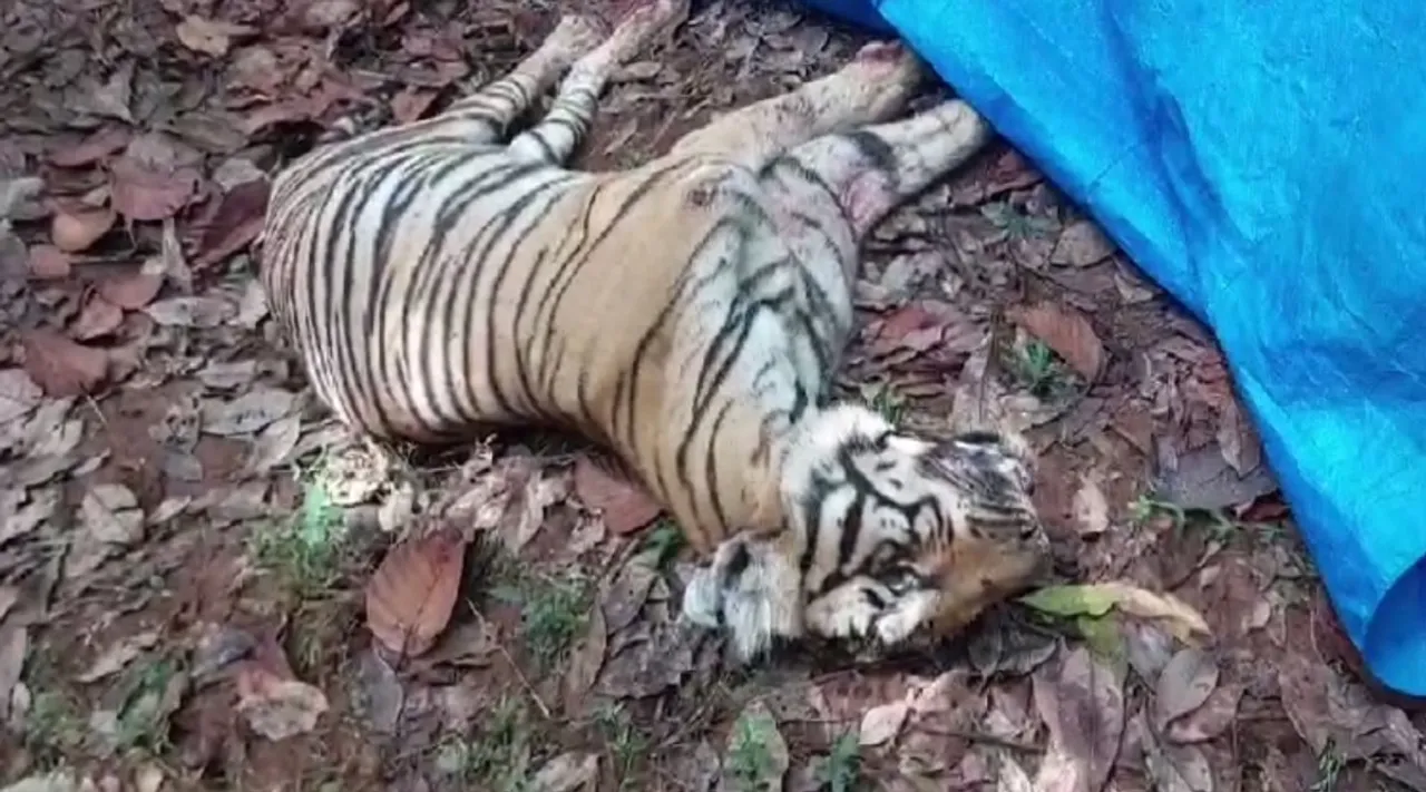 tiger died