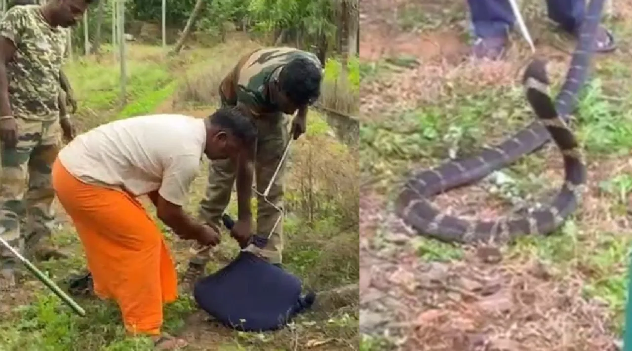  Coimbatore 12 feet king cobra caught near Mettupalayam 