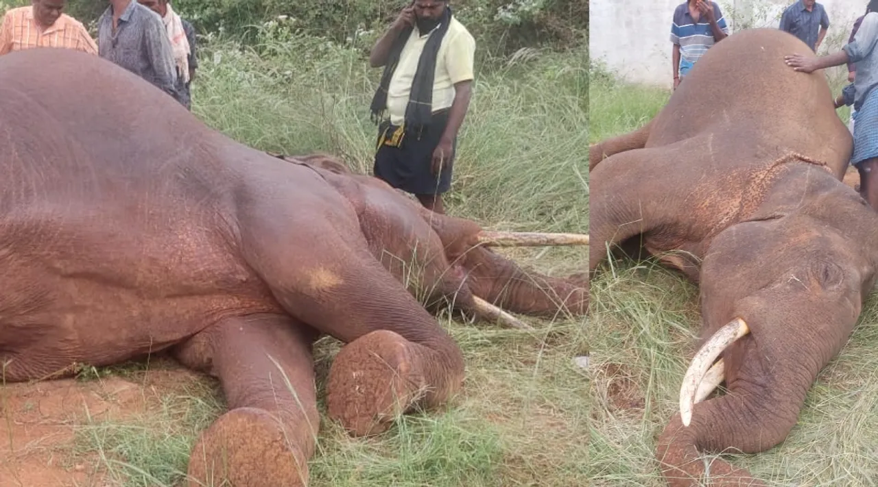 Clash between wild elephants and Male elephant dies tragically Marudhamalai Coimbatore Tamil News 