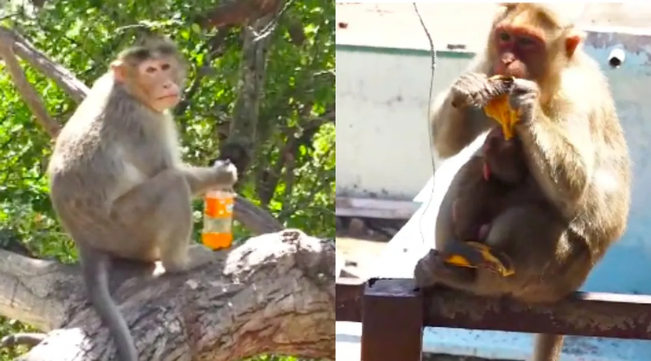 Coimbatore Velliangiri foothills monkeys eating fruits, drinking bottle waters video Tamil News 