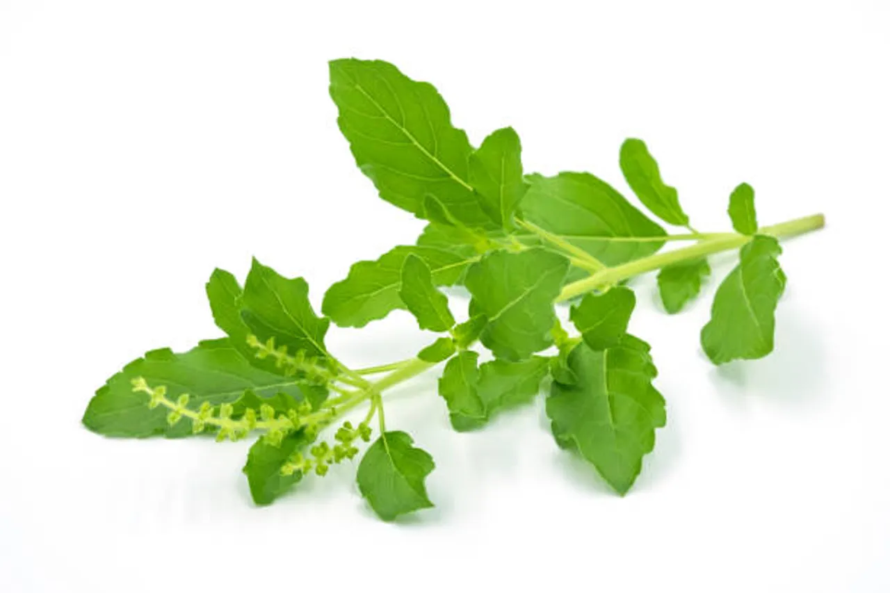 tulsi