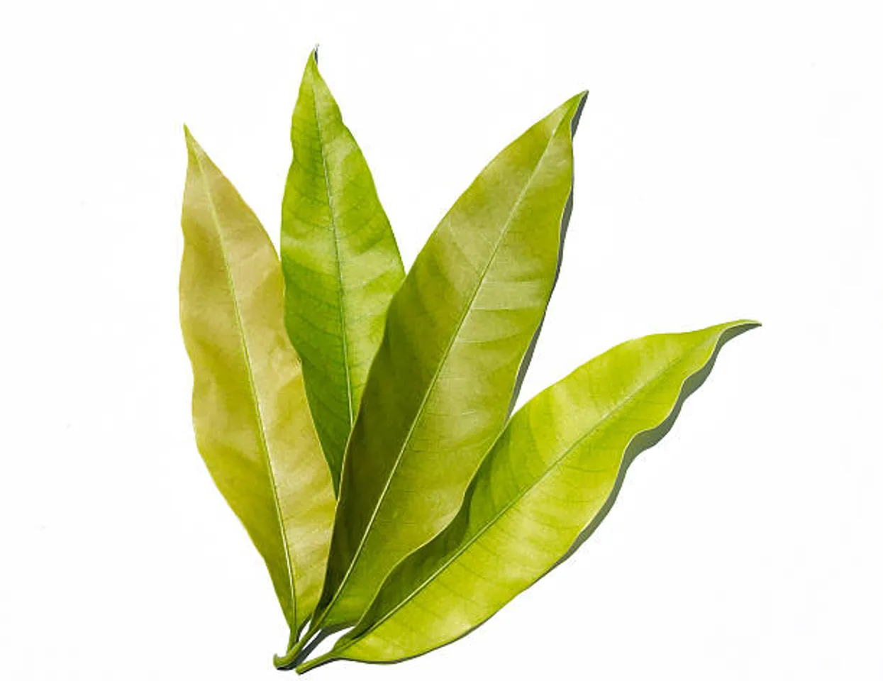 mango leaves
