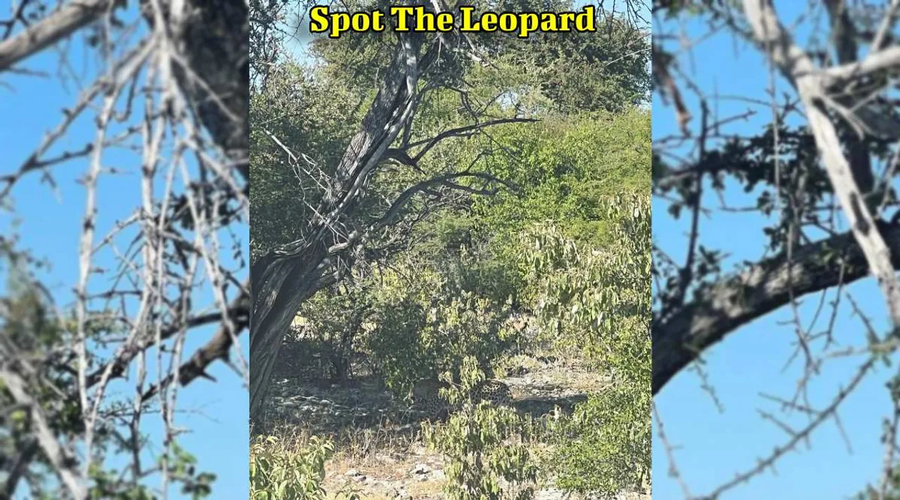 A Leopard one