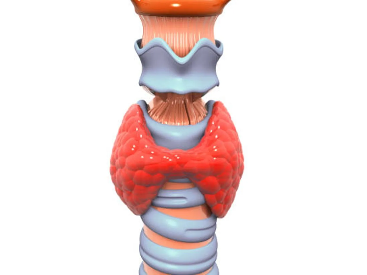 thyroid
