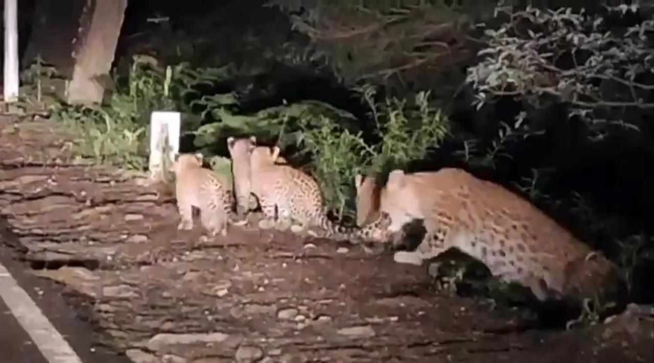 Leopard cubs walks