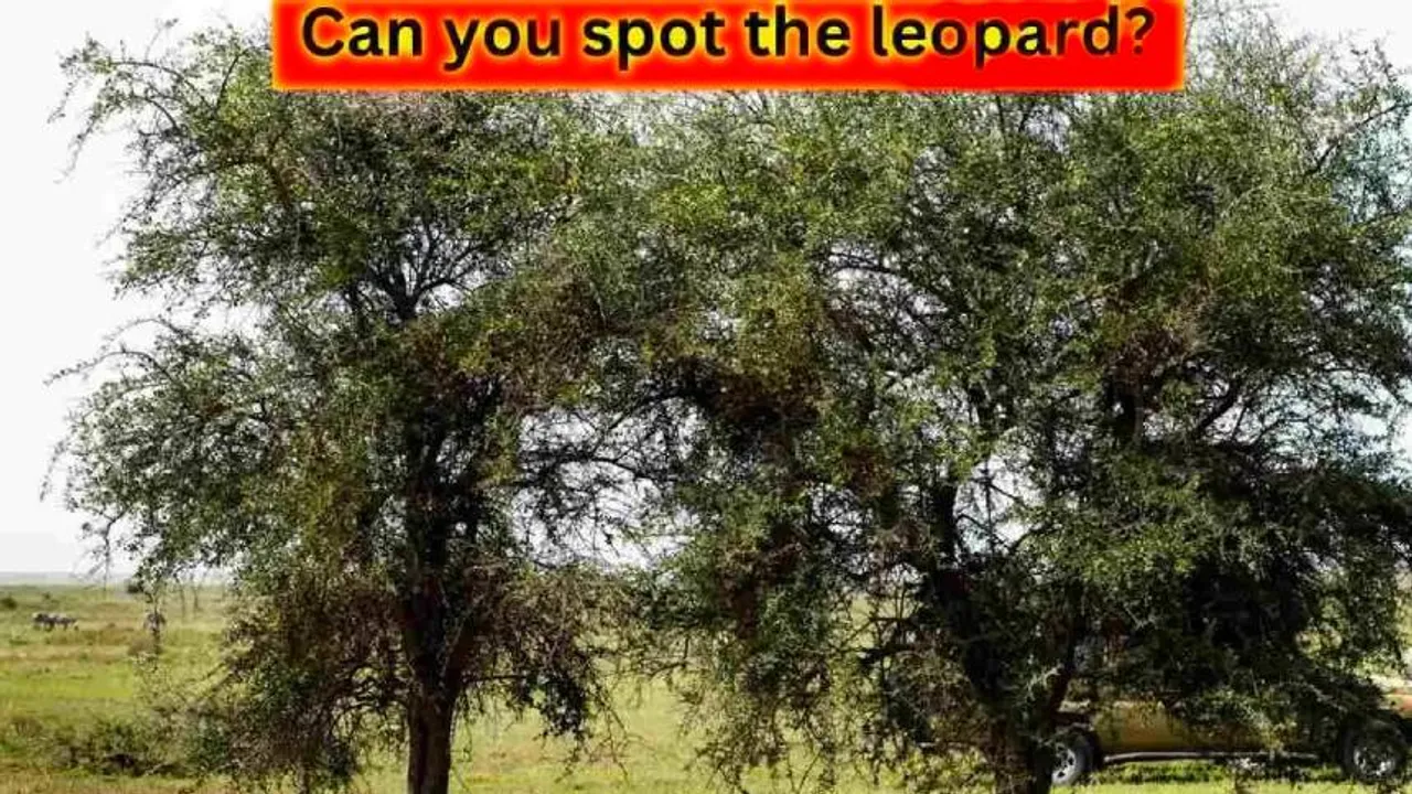 Spot the Leopard one