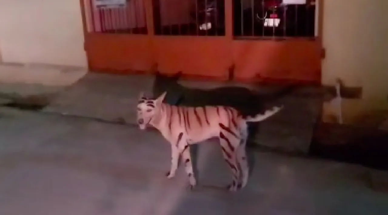 viral Dog disguised as a tiger roams Puducherry Tamil News 