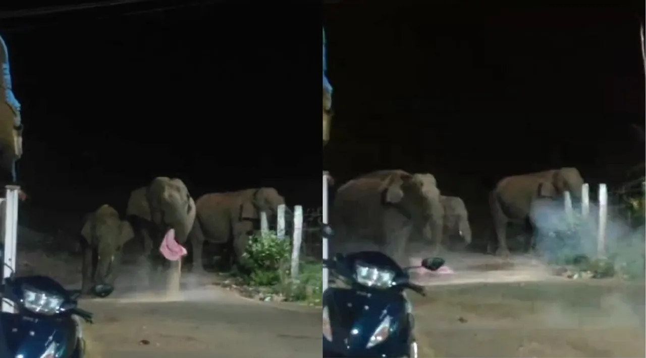 kovai elephant attack