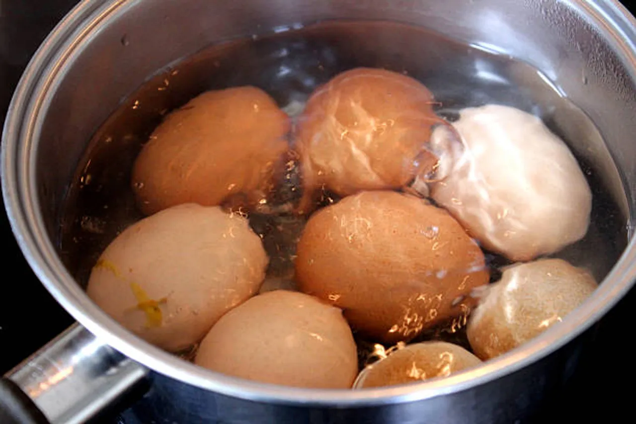 egg