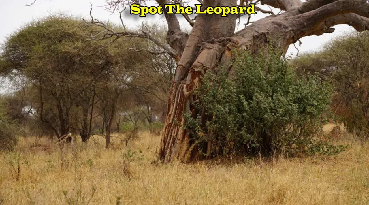 A Leopard I