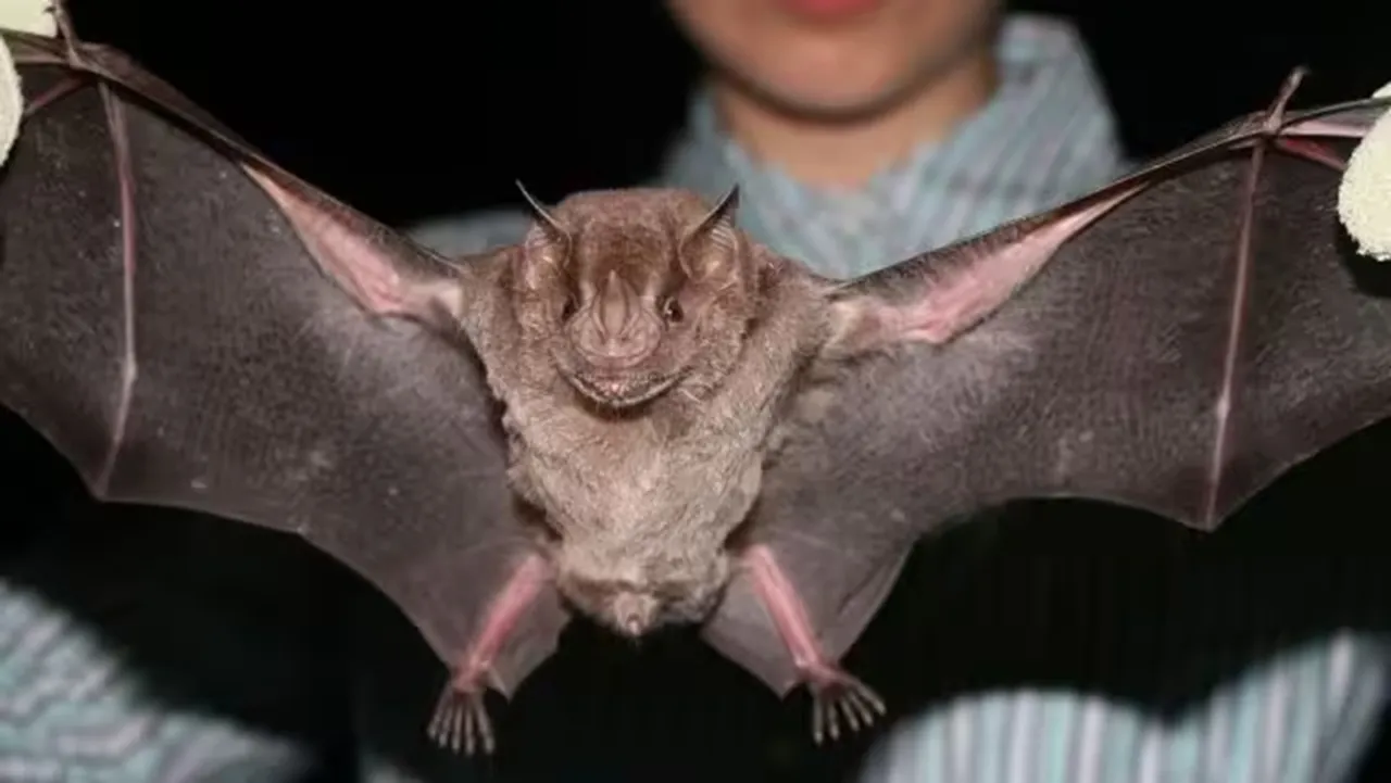 bats as their genes could hold key against COVID