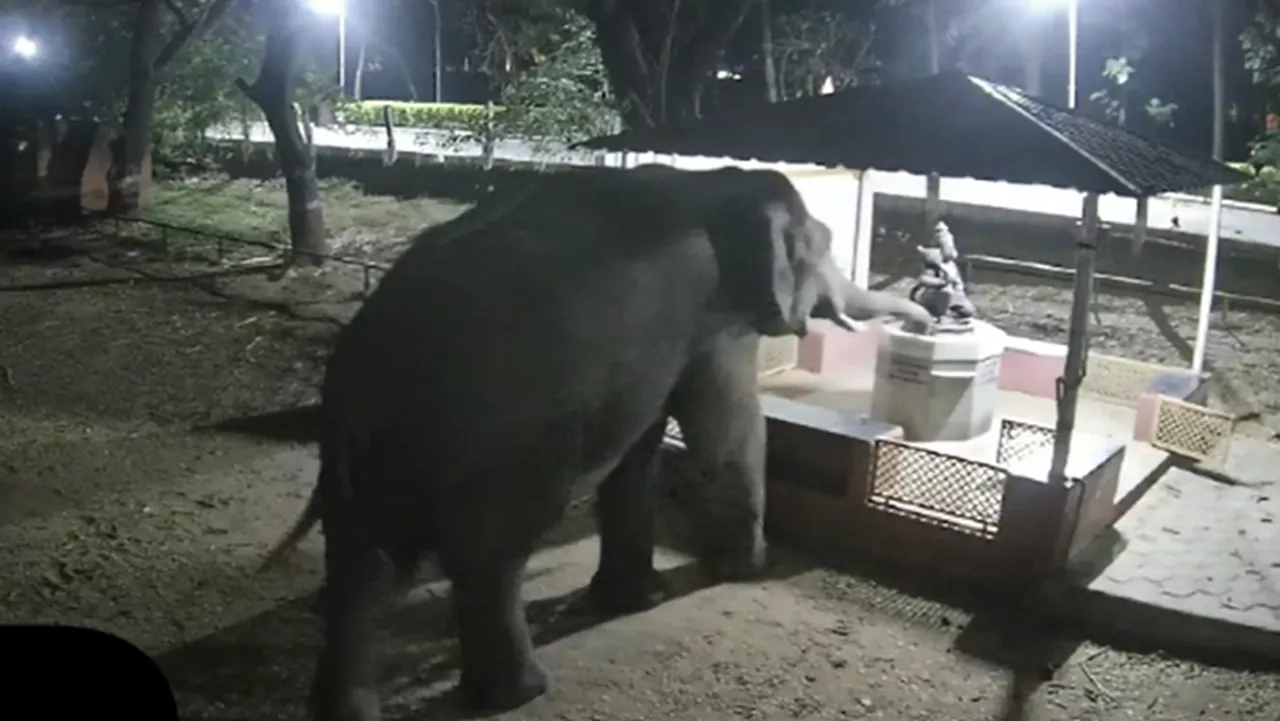 Elephants in Coimbatore