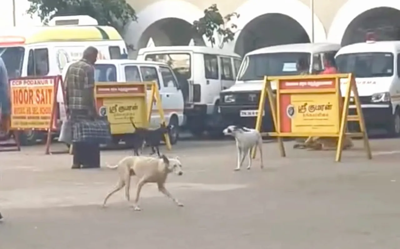Stray dogs coimbatore