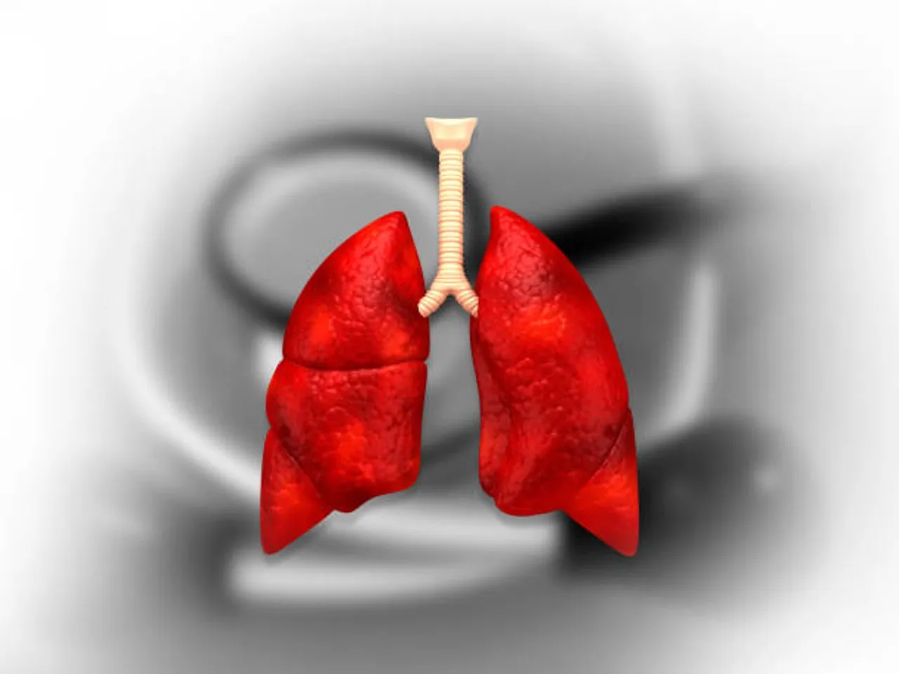 lungs