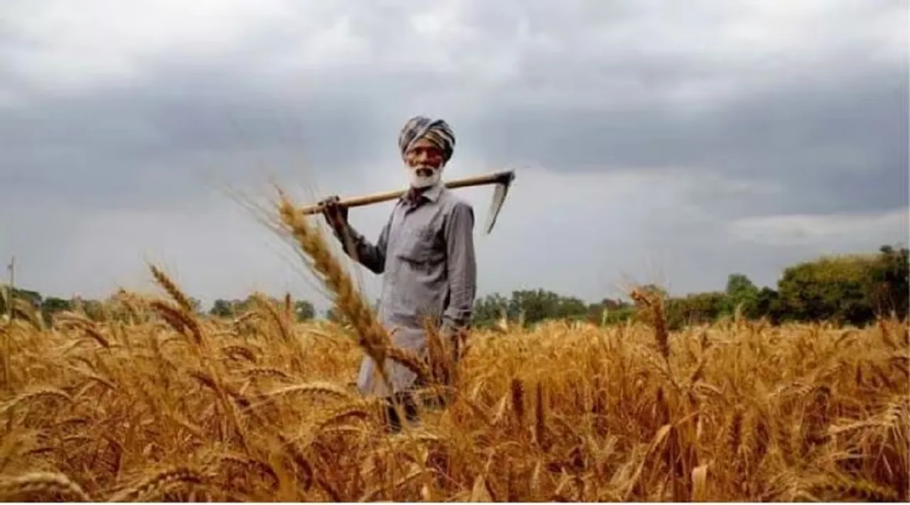 farmer wheat