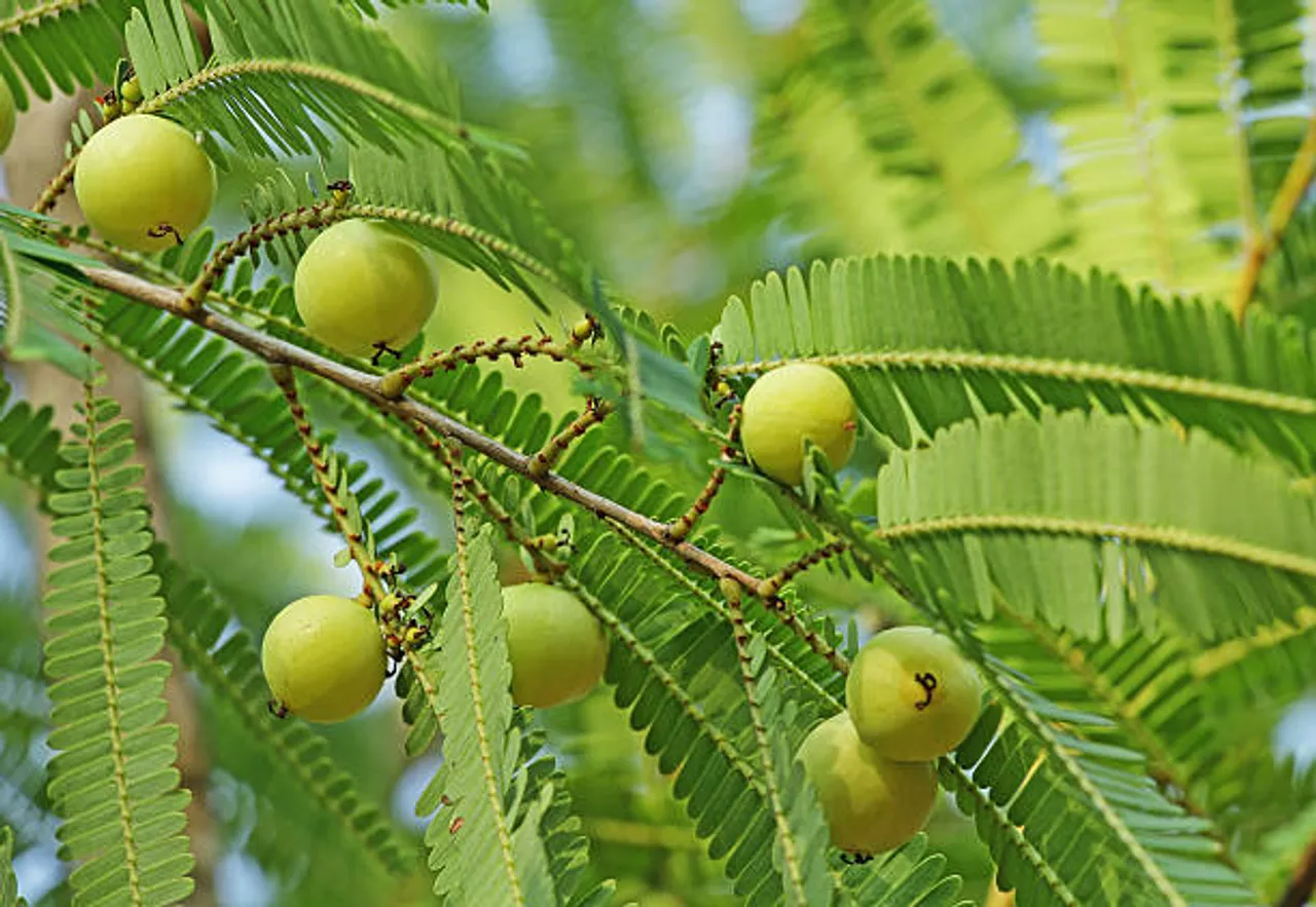 amla seeds