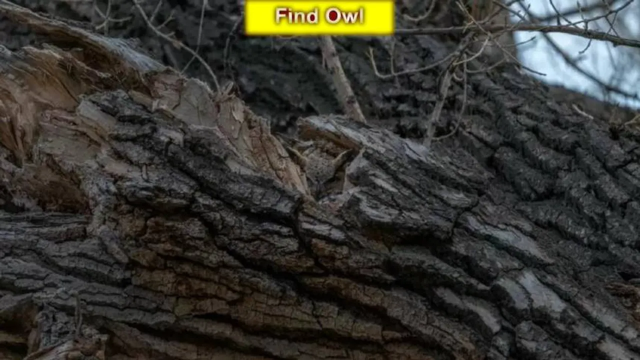 Find Owl 1