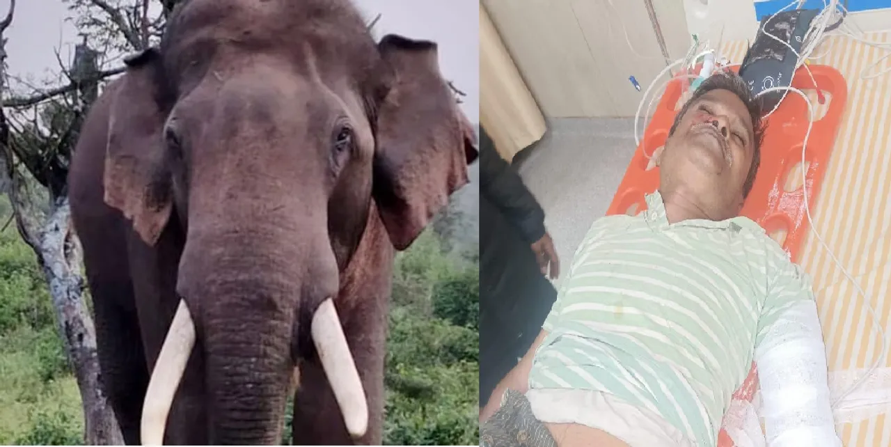 Coimbatore elephant attacks